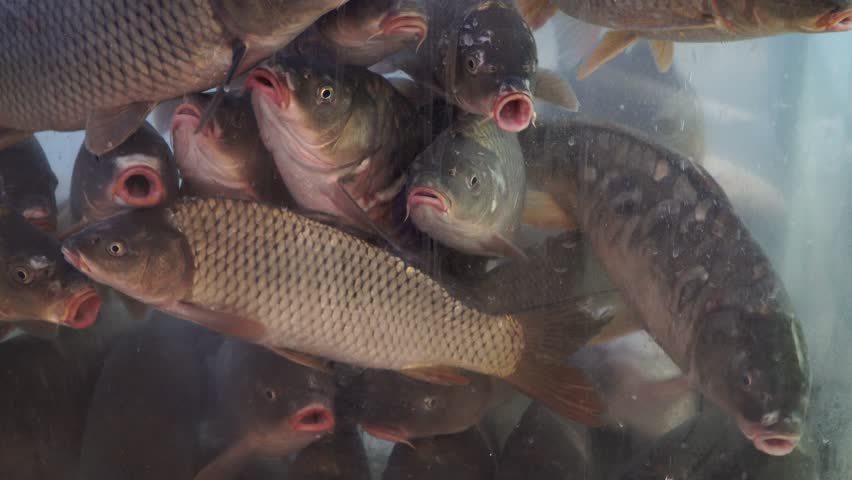 live fish store