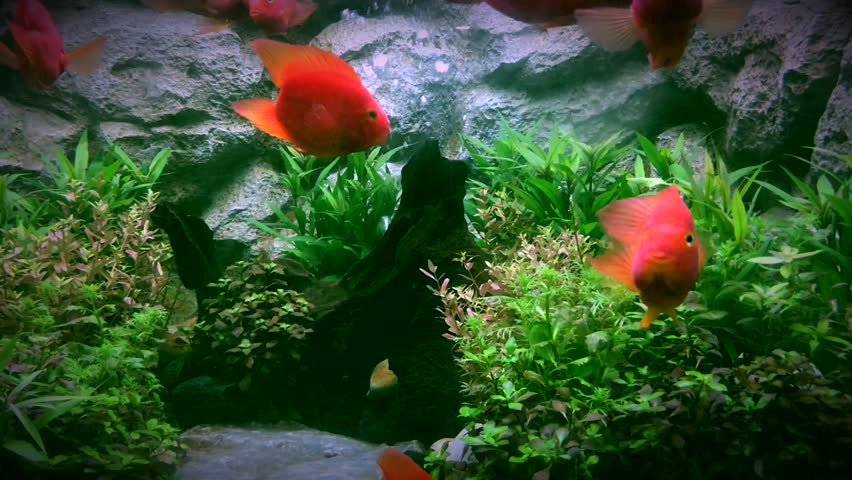 blood parrot cichlid tank