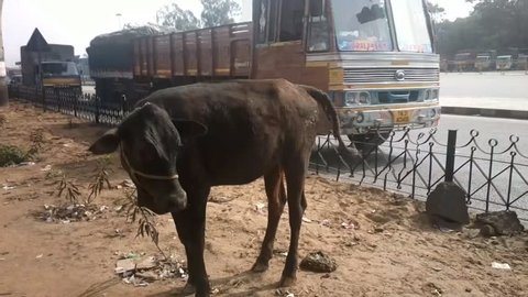 Young cow heifer shit right on side of highway, transport goes past. Reverent attitude to cow in India