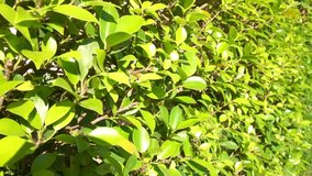 Dolly shot Full HD Video Clip of Green leaves, Ficus annulata. Bush in morning Sunshine Day