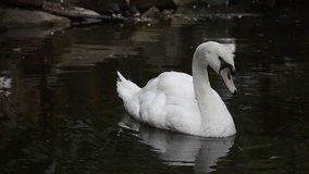 White Swan in the Pond