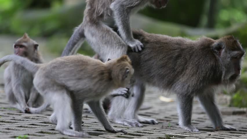 Monkey mating Popular Royalty-Free Videos.