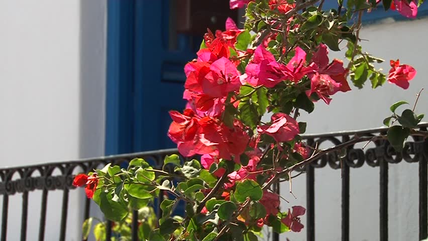 flowers around the window