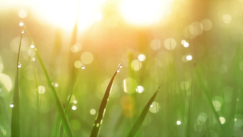 Blurred Grass Background With Water Drops. HD Shot With Motorized Slider.
 | Shutterstock HD Video #3375746