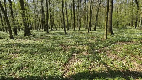 Spring forest with ankle of anemone