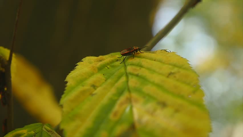 bugs soldiers on a leaves in the park. selective focus