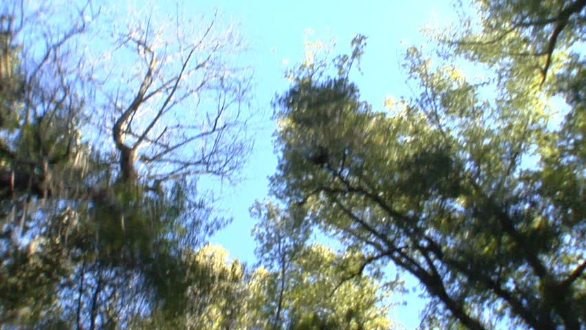 This is a driving shot looking directly up at the trees. It was shot in slow