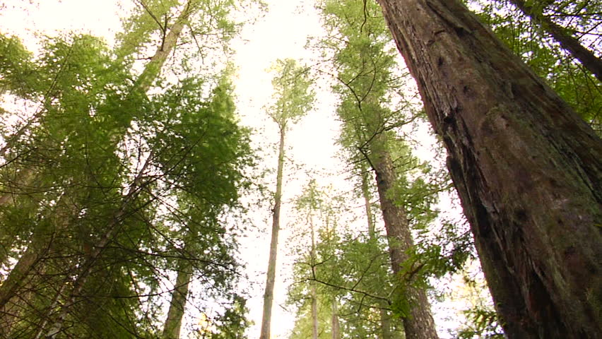 Redwood treetops spinning 360