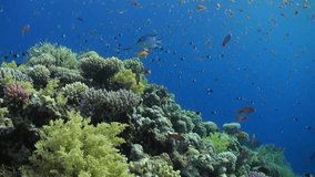 School of fish relax underwater Red sea. Video about marine nature on background of coral reef in beautiful lagoon.