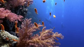 Scuba diving near school of fish in coral reef relax underwater Red sea. Video about marine nature on background of beautiful lagoon.