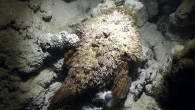 Stonefish Synanceia Verrucosa very poisonous on seabed underwater Red sea. Amazing relax video about marine animals in world of wildlife.