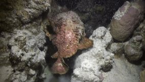Stonefish Synanceia Verrucosa very poisonous on seabed underwater Red sea. Amazing relax video about marine animals in world of wildlife.
