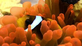 Clown fish in bright orange color Bubble Anemone Actinidae underwater Red sea. Relax video about marine nature on background of beautiful lagoon.