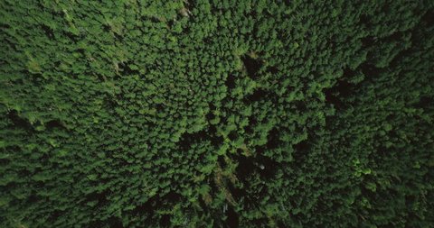 Drone flying forward high above mixed forest. Aerial 4K topview vertical shot of peaceful fall trees and small path.