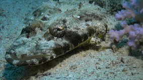 Crocodile fish carpet flathead Papilloculiceps longiceps underwater Red sea. Amazing relax video about marine tropical animals in world of wildlife.