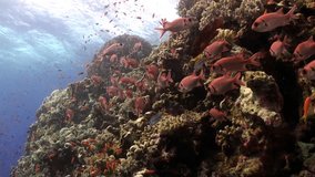 School of fish big-eyed solderfish myripristis murdjan underwater Red sea. Tropical marine animals holocentridae fish live in coral reef. Relax video about nature on background of beautiful lagoon.