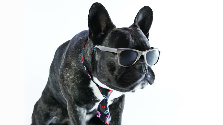 french bulldog with glasses