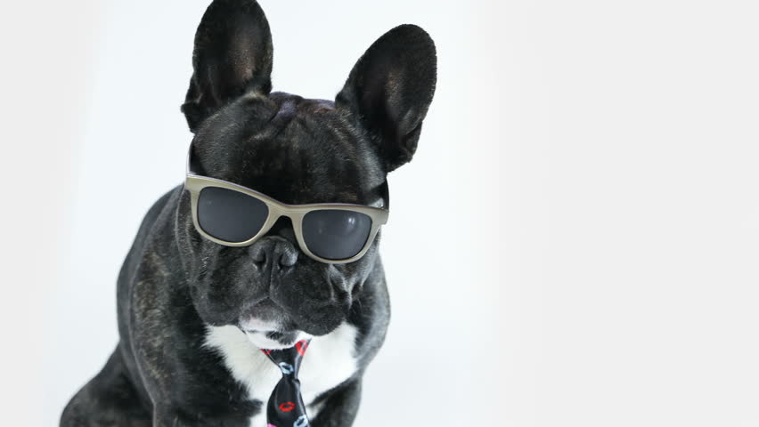 french bulldog with glasses
