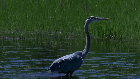 great blue heron close up take off and defecate 4k