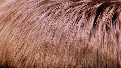 Стоковое видео: Beautiful fox fur, close up macro shot of animal hair, slow motion.