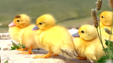 Group of young duckling running  out of the pond on the rocky shore. Cinematic 4k scene
