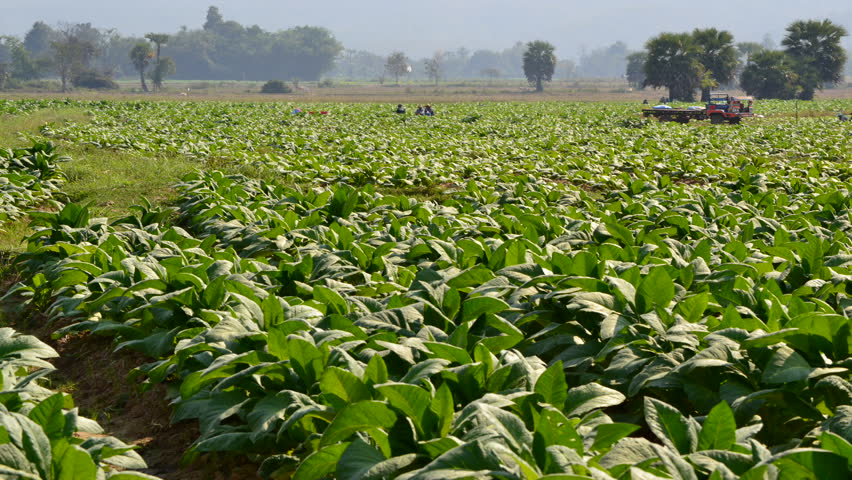 time lapse tobacco plant and farmer working in farm