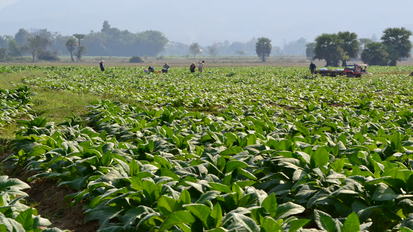 time lapse tobacco plant and farmer working in farm