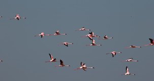 Lesser Flamingo, phoenicopterus minor, Group in Flight, Colony at Bogoria Lake in Kenya, Slow Motion 4K