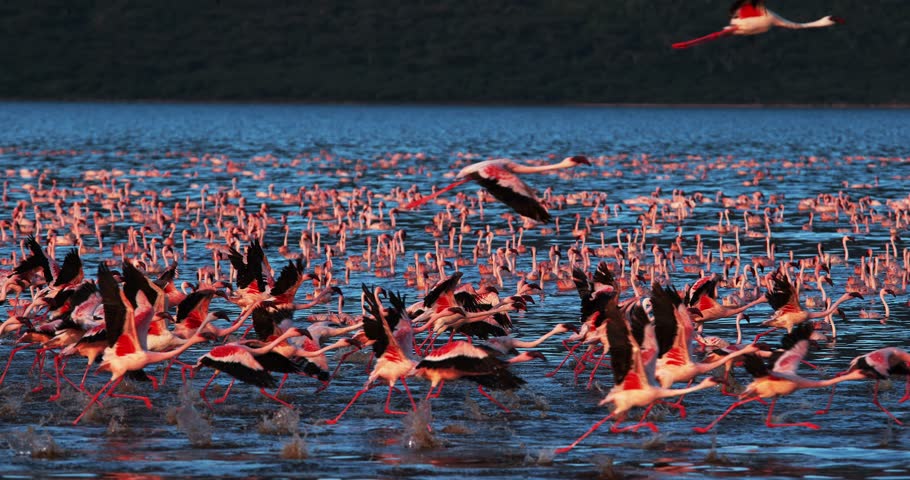 Lesser Flamingo, phoenicopterus minor, Group in Flight, Taking off from Water, Colony at Bogoria Lake in Kenya, Slow Motion 4K Royalty-Free Stock Footage #33795343
