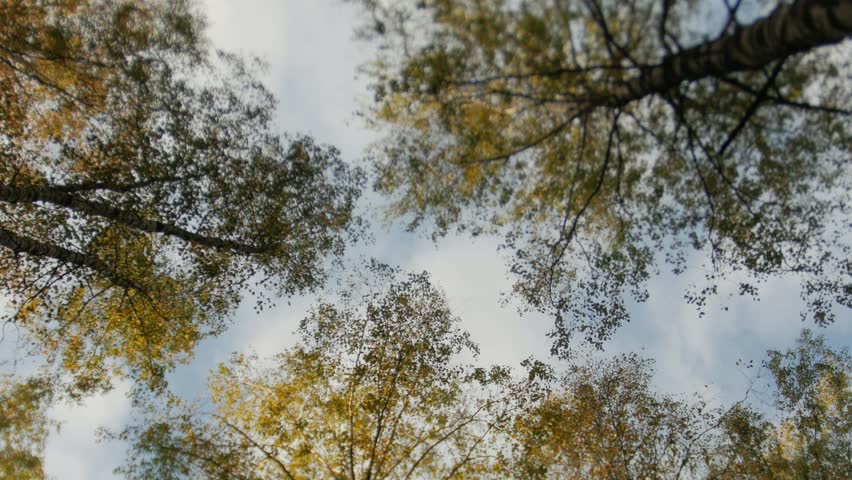 Tops of the trees covered with yellow leaves in autumn park, camera rotates, tilt shift lens, blurry dreamy image. Zoom.