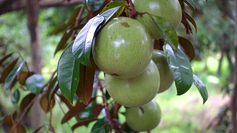 Can Tho, Vietnam. Chrysophyllum cainino fruits on tree in orchard. Chrysophyllum cainino is the favorite fruit in Vietnam 스톡 비디오