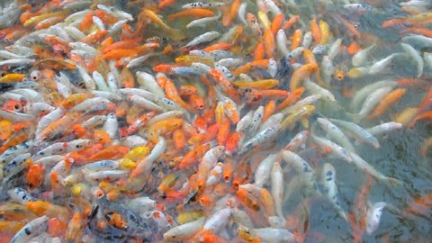Fish Swimming In Circle Stock Footage Video 100 Royalty Free 2130908 Shutterstock