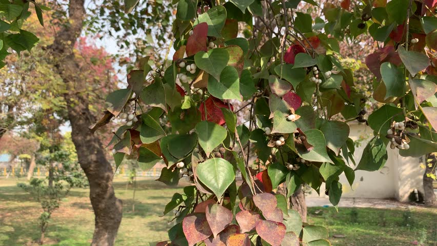 The red and green leaves of the Chinese tallow tree are waving in the wind. Colorful autumn leaves.  Royalty-Free Stock Footage #3379658259