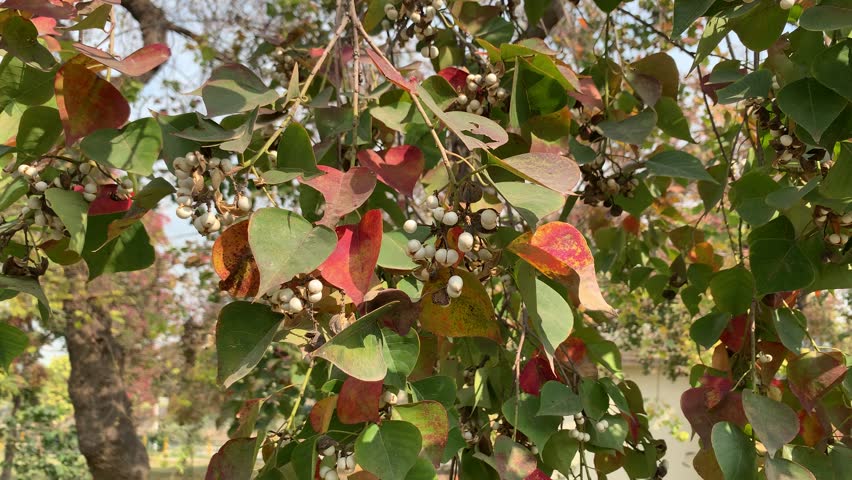 The red and green leaves of the Chinese tallow tree are waving in the wind. Colorful autumn leaves.  Royalty-Free Stock Footage #3379658325