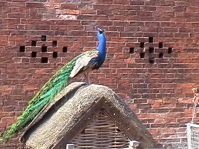 Peacock