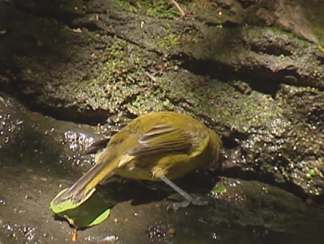 New Zealand Bellbird, Anthornis melanura, drinks from puddle.