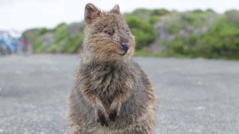 Cute marsupial quokka aka the happiest animal on earth on Rottnest Island Australia