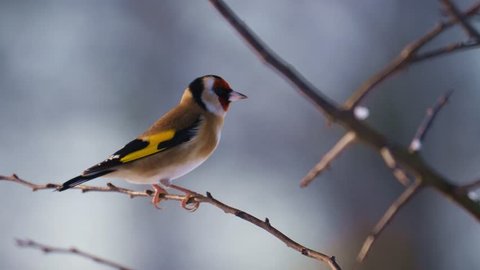 garden bird goldfinch - Staffordshire, England: December 2017