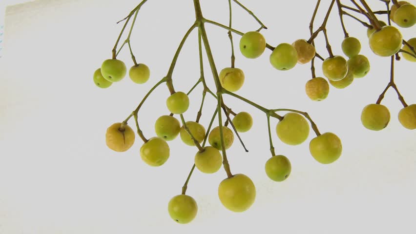 Berries from the chinaberry tree (Melia azedarach) against a white background