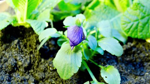 Timelapse footage of a pansy (Viola tricolor) flowering
