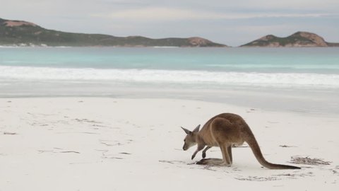Close up of kangaroo on beach being stroked in Lucky Bay Cape le Grand NP Western Australia