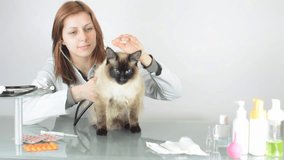 cat at the vet - Powered by Shutterstock - Get 15% off with code: PIKWIZARD15