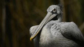 Spot billed pelican at zoo ,wildlife video Footage