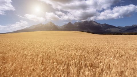 Aerial Drone Close Up Low Flight above ripe yellow wheat field with bright sun and cloudy blue sky in the background. Low Tatras Mountains Range, Slovakia. Summer picturesque landscape. Slowmotion, 4K