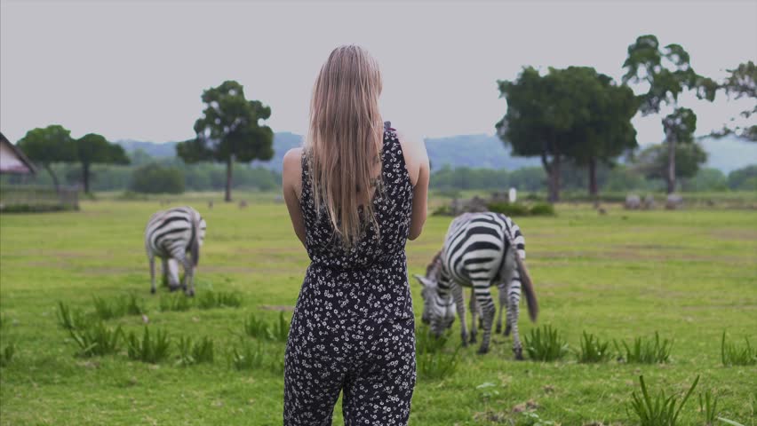young girl in a black suit takes pictures of how zebras eat grass. lady looking at the striped zebra standing in savannah. African zebra on a green background. Photographer take picture with zebra