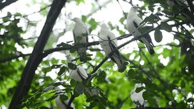 White pigeon at zoo,wildlife video Footage