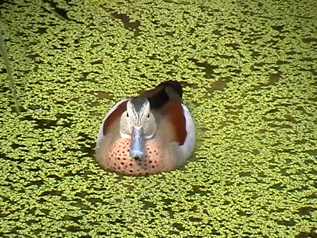 Duck in weed