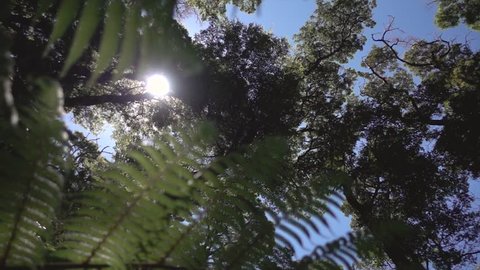 New Zealand Forest Canopy with Ferns Slow Motion