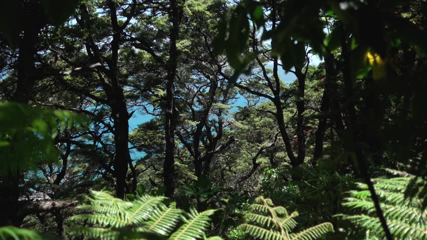 Lush New Zealand Forest with Ocean
