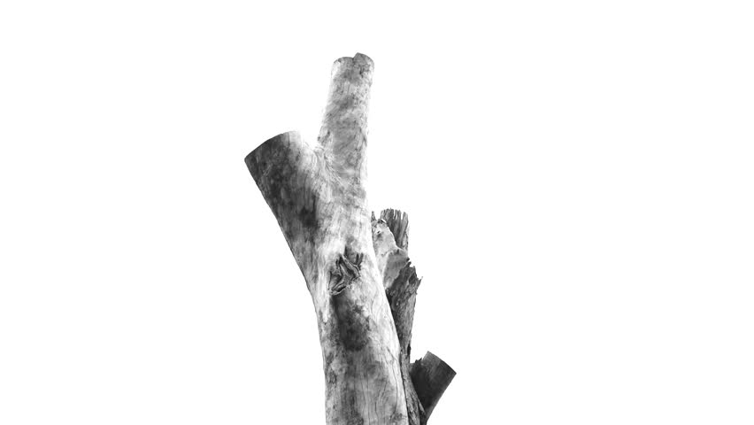 Black & White Trees and Nature, parks, trees, grass, logs, creeks, leaves, branches and nature.